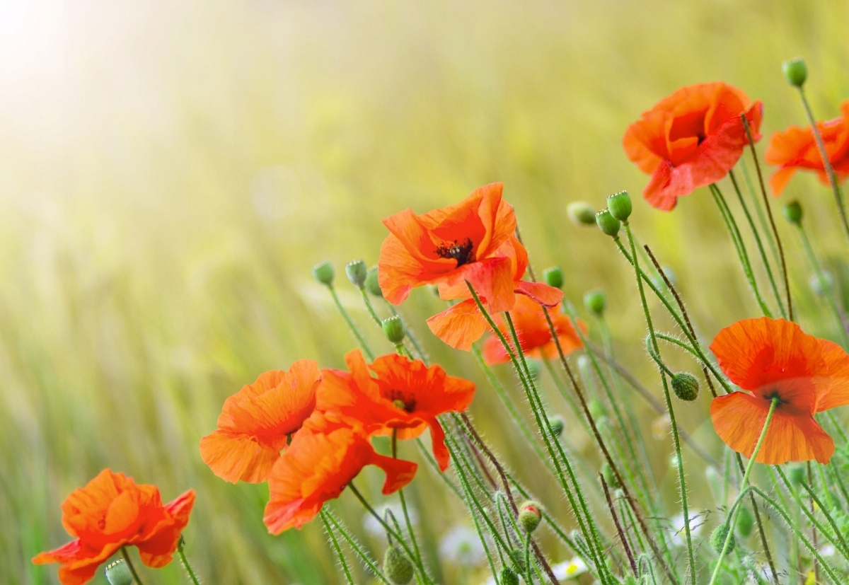 

Fototapeta Flizelinowa Maki 152x104