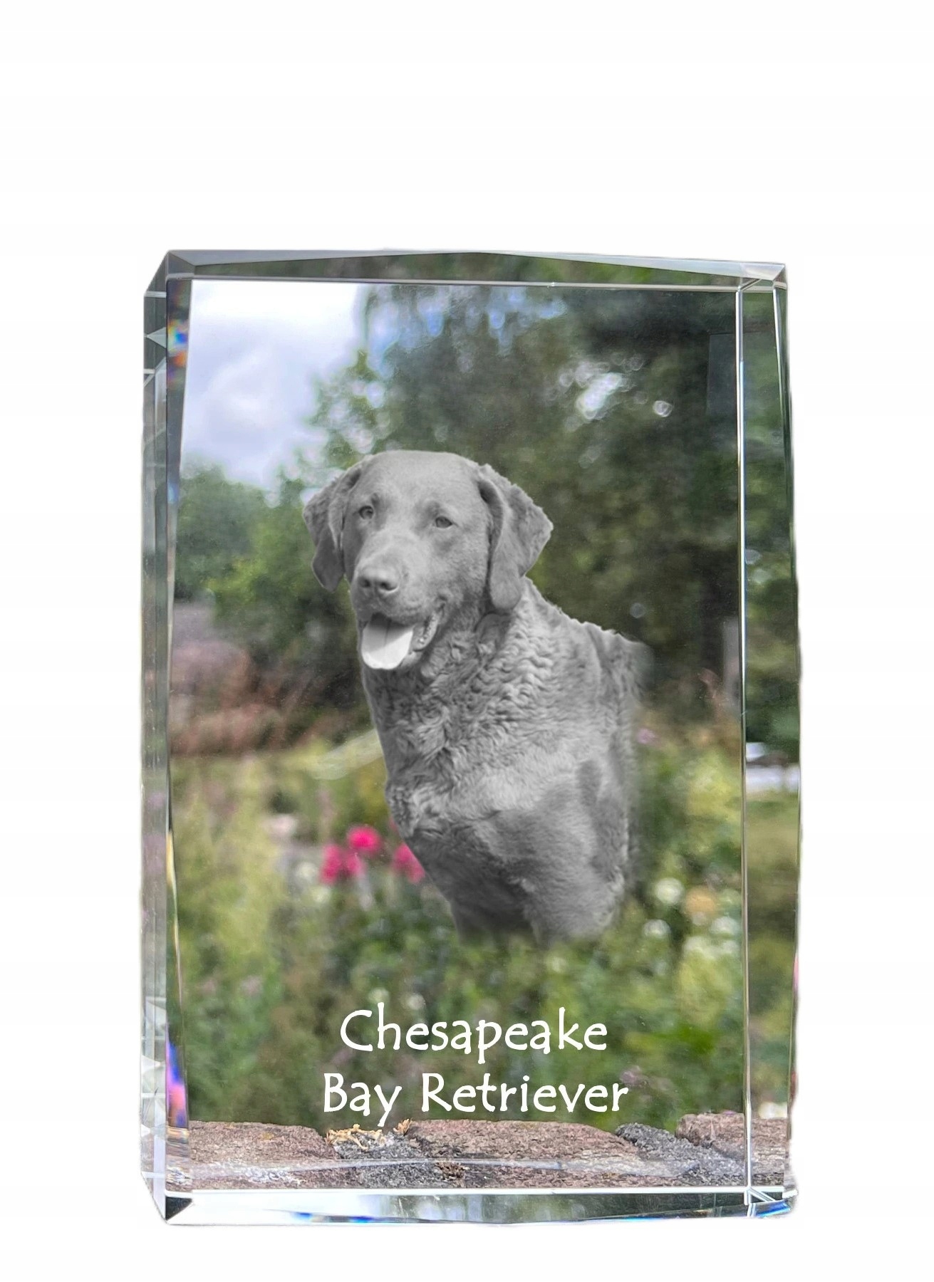 Chesapeake Bay Retriever kryształ ze zdjęciem psa, zdjęcie w szkle, nowoc