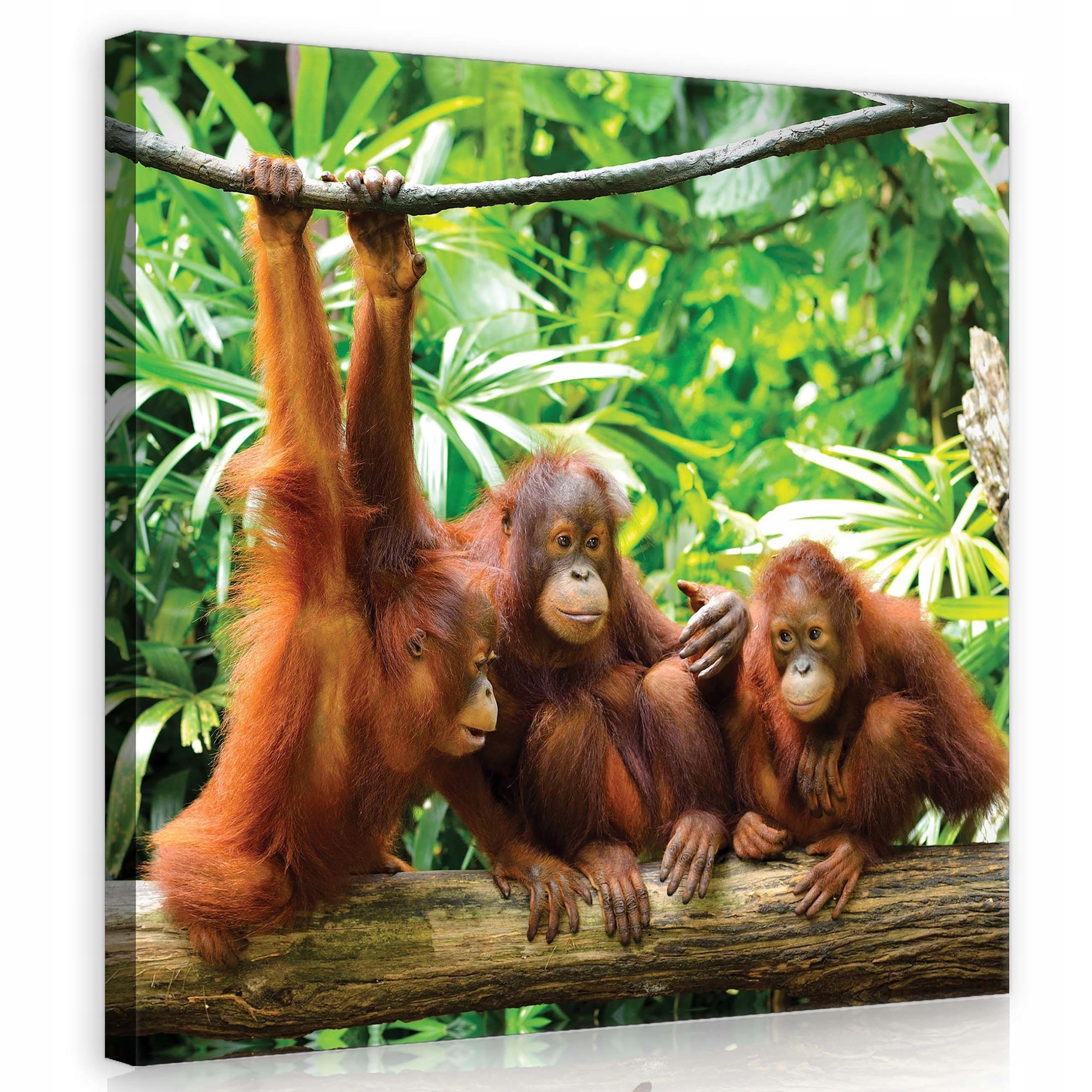 Obraz 80x80 Orangutani v tropickém lese – dekorace do pokoje