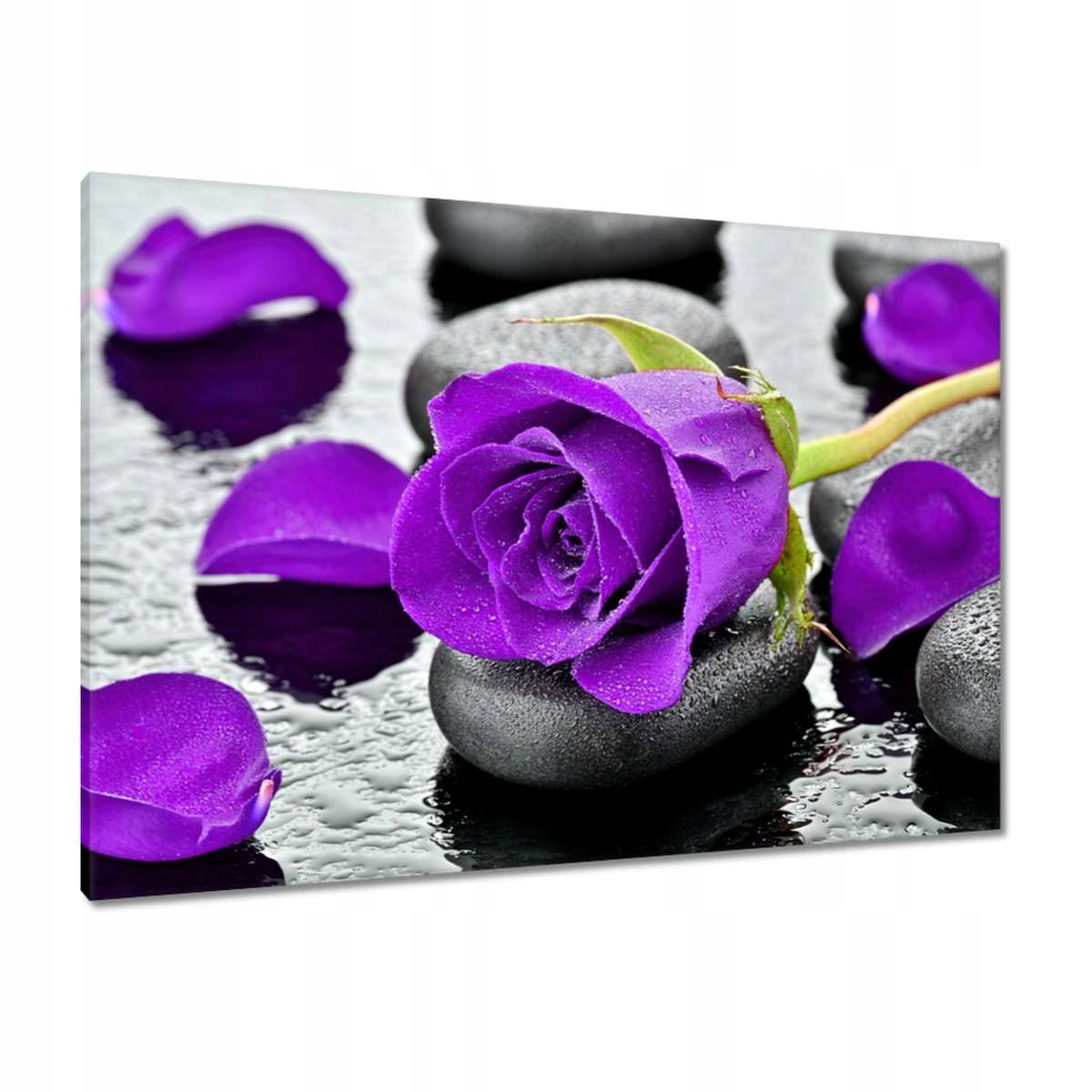 Obrazy 100x70 Fialová růže Kameny