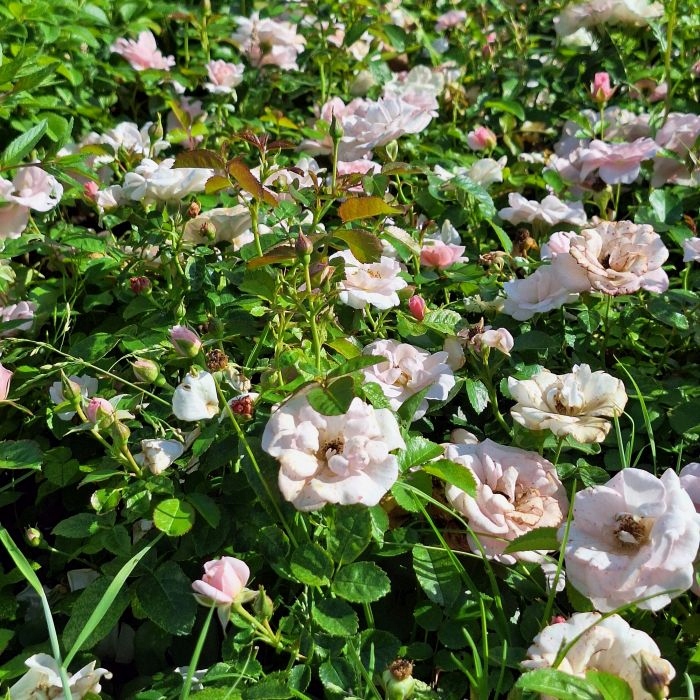 RÓŻA OKRYWOWA JASNORÓŻOWA NA SZPALER, RABATĘ