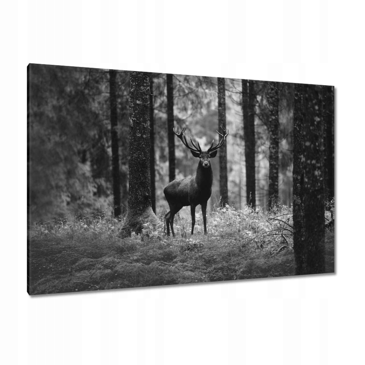 Obrazy 120x80 Jelen v lese B&w