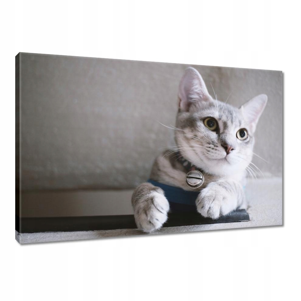 

Obrazy 90x60 Kot Kotek Koty Kicia