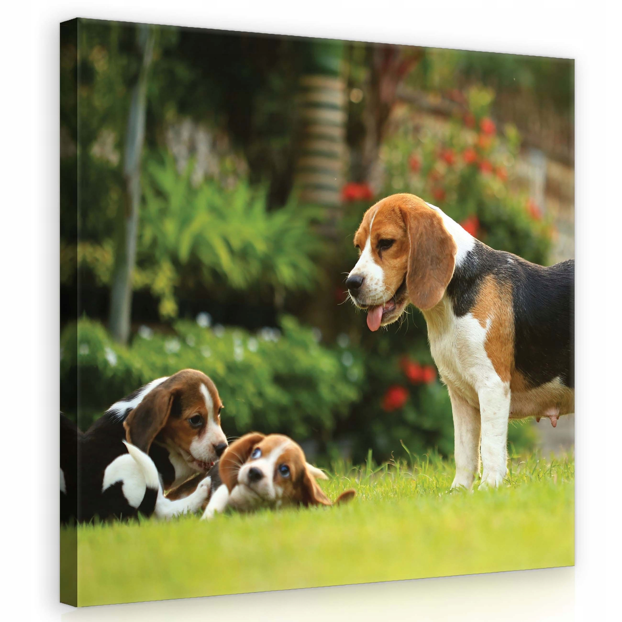 Obraz 80x80 Psi beagle štěňata matka rodina tráva slunce radost