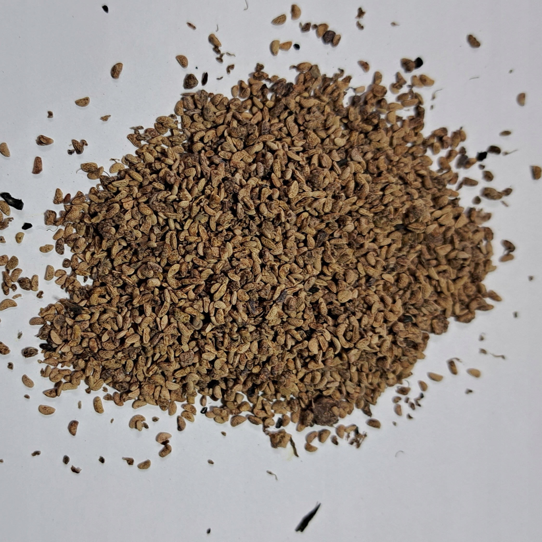 Levně Malina 1 kg Rafex