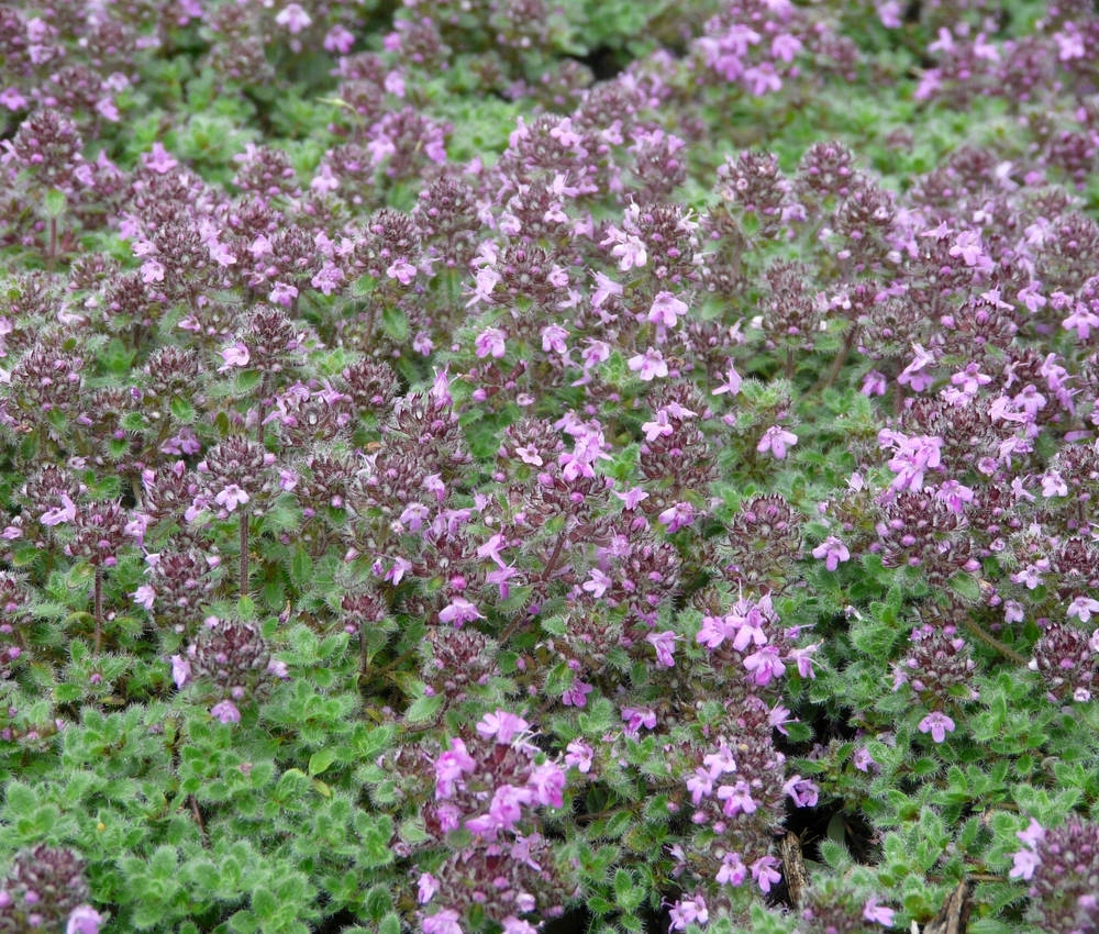 Thymus pseudolanuginosus-тимьян типосмата