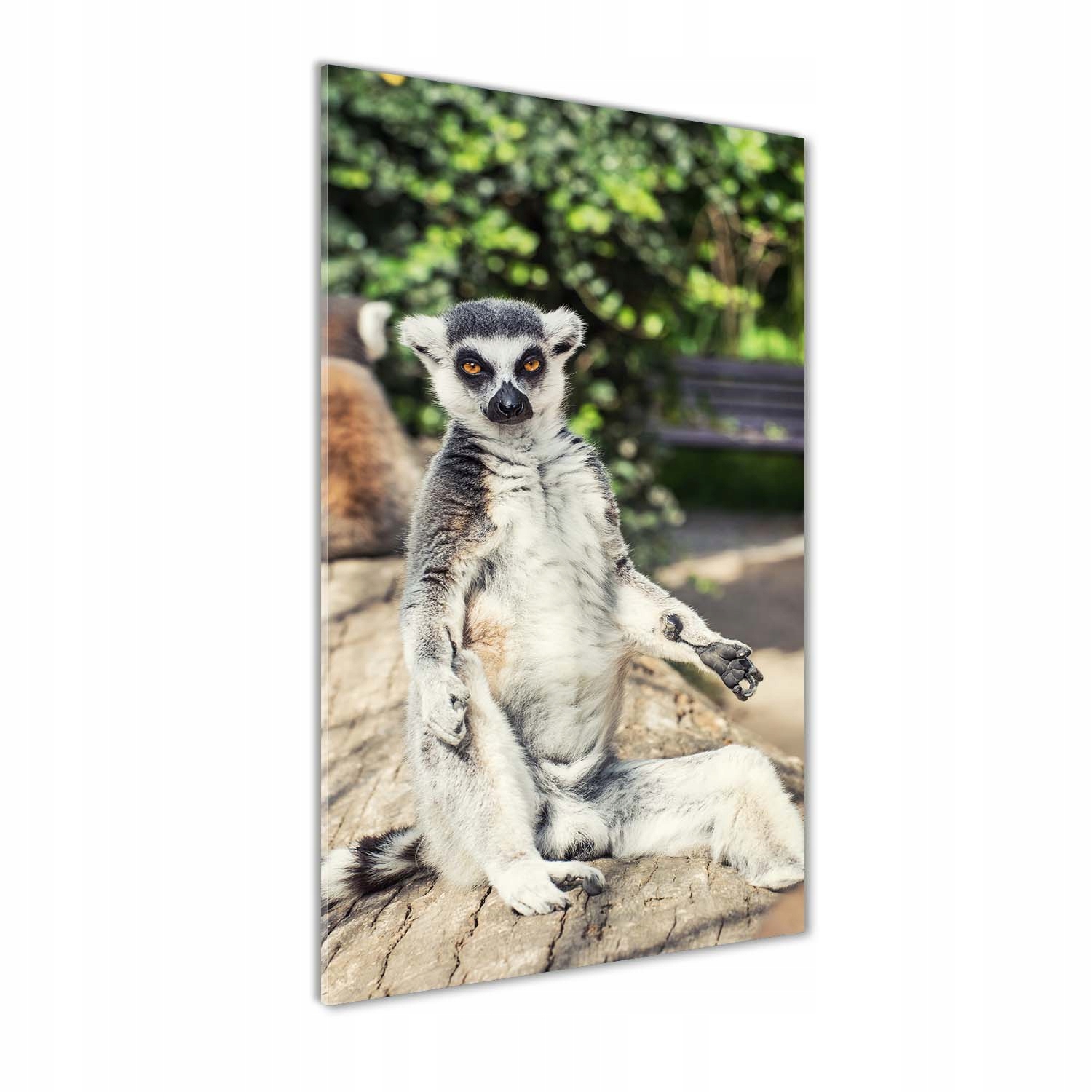 

Nowoczesny foto-obraz akryl na ścianę Lemur 70x140
