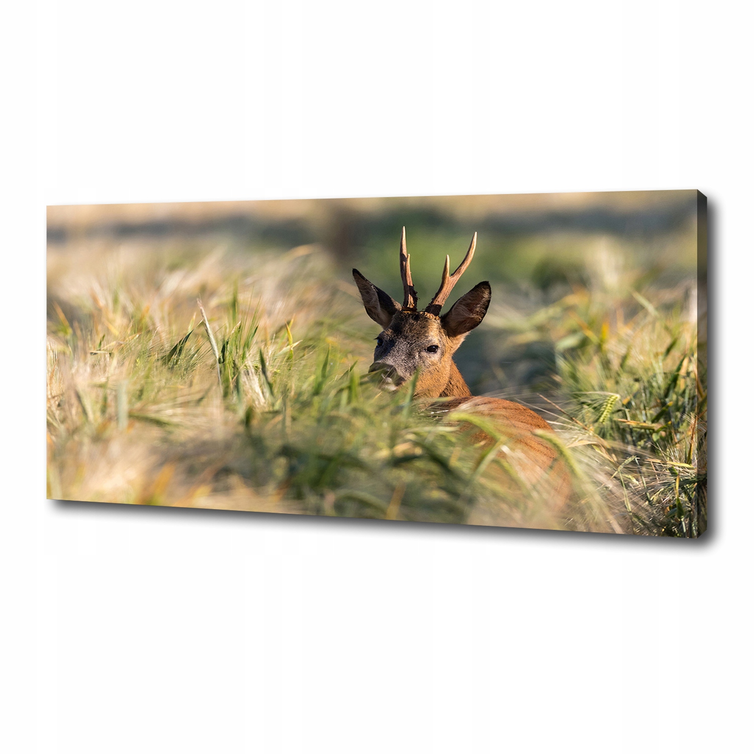 

Foto obraz duży na płótnie Sarna w polu 125x50 cm