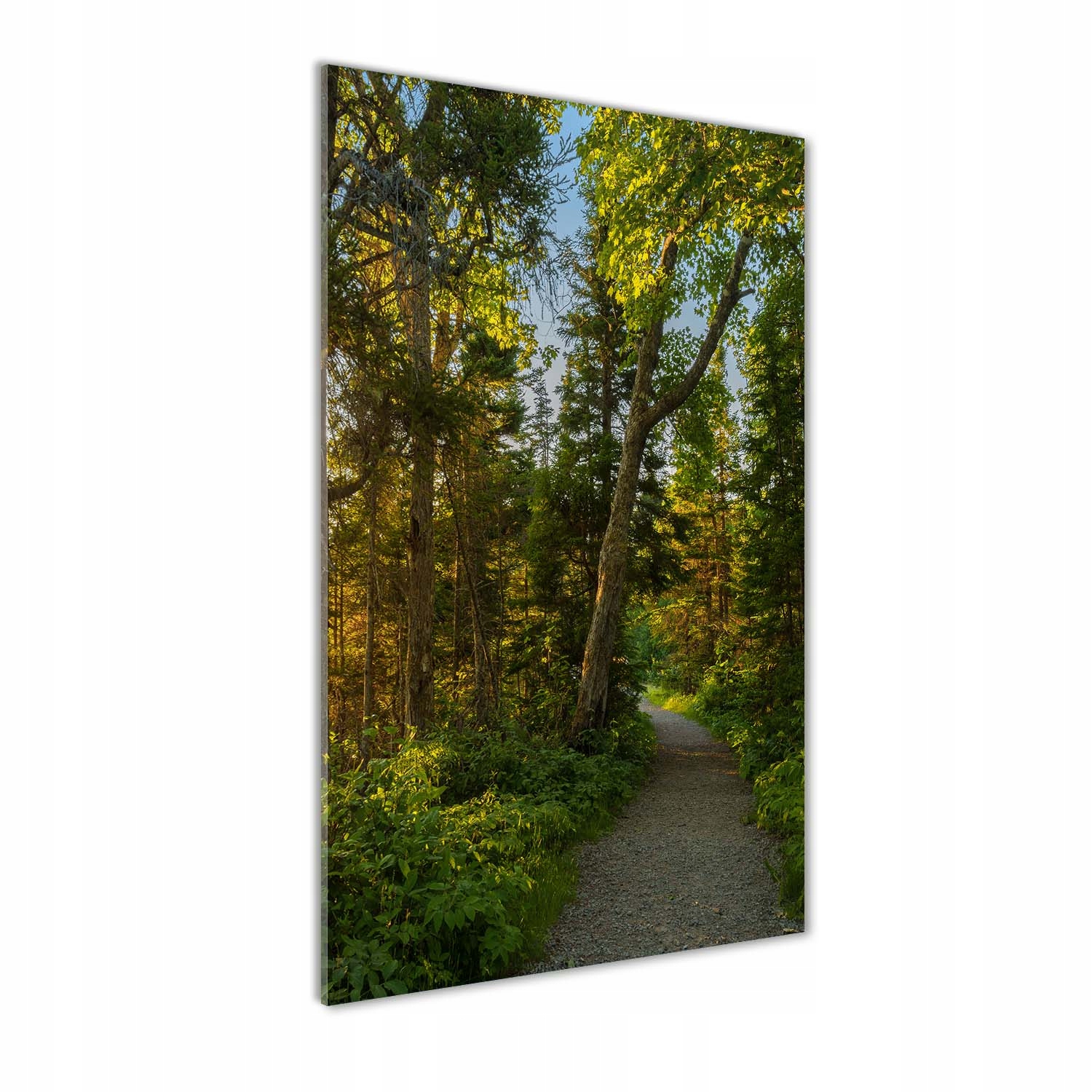

Foto obraz szkło akrylowe Ścieżka w lesie 60x120cm