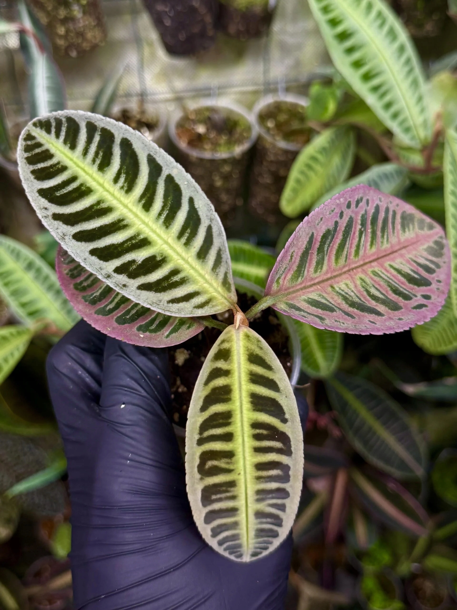 Levně Emblemantha urnulata „ Fluo Pink“