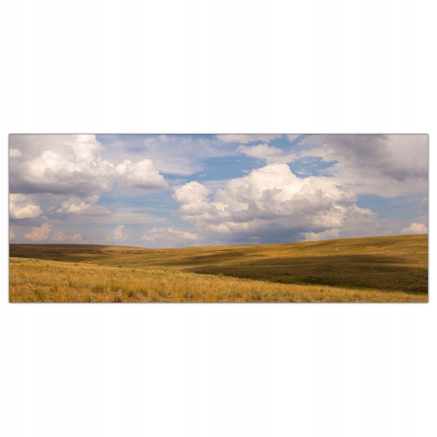

Obraz na szkle Foto Pole Trawy Łąka Natura 125x50
