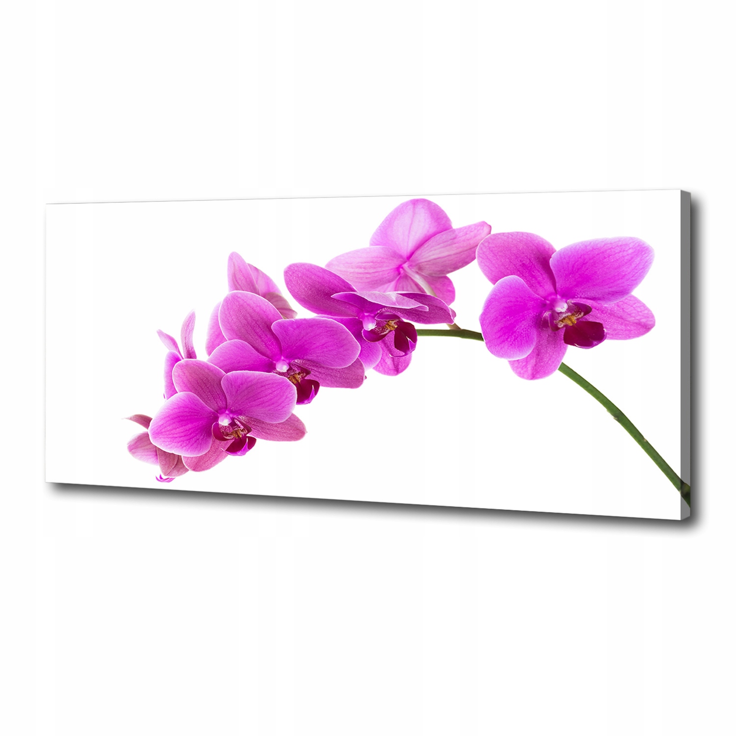 

Foto obraz na płótnie Różowa orchidea 125x50 cm
