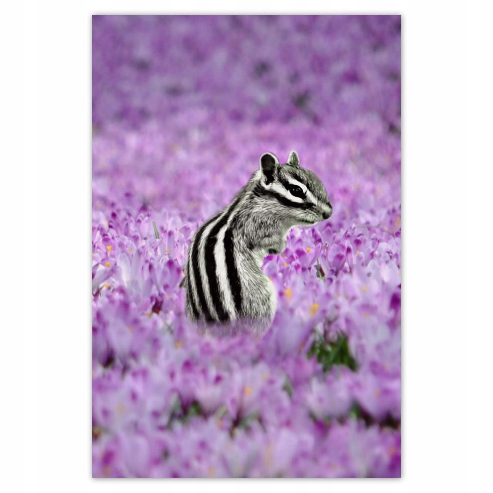 

Plakaty 40x60 Zwierzęta Zwierzątka