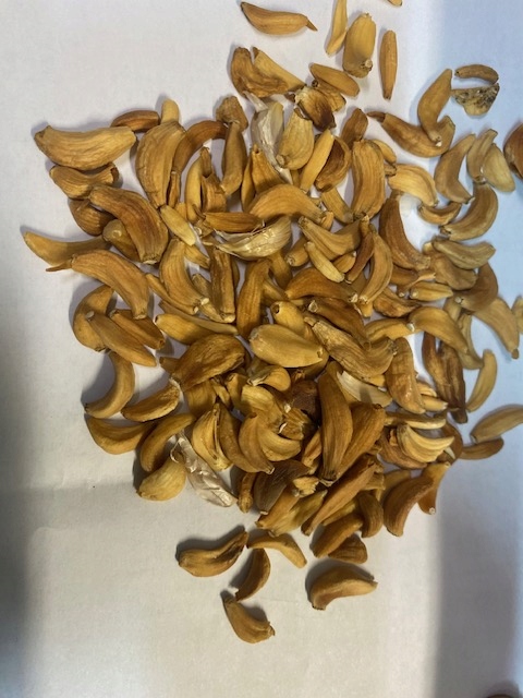 Levně Česnek celé sušené oloupané zoubky 1 kg Rafex