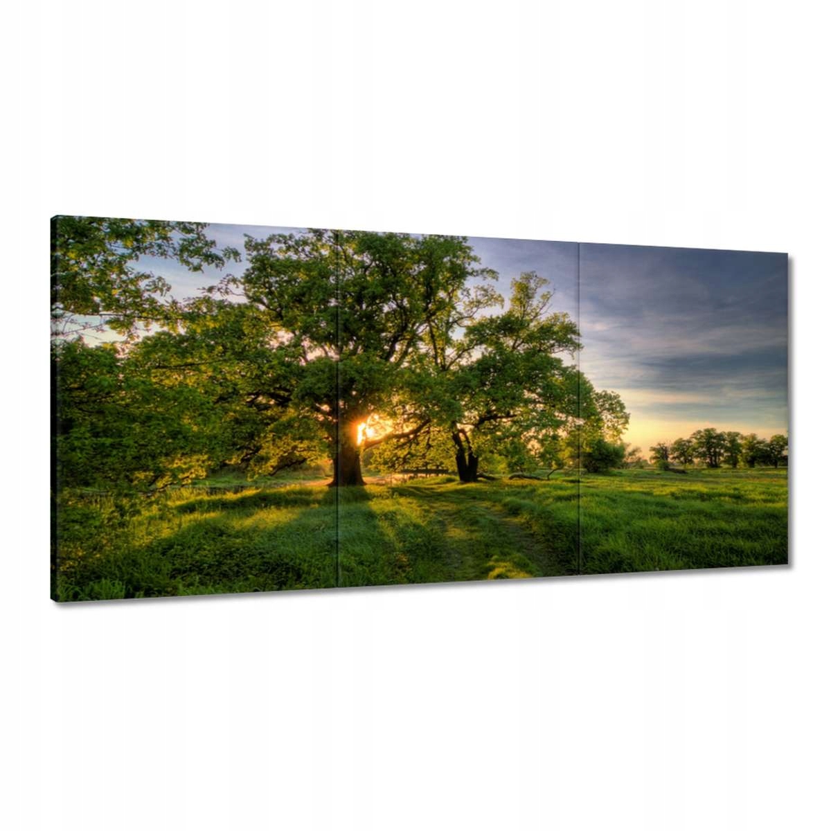 Obrazy 180x90 Rogalinské duby