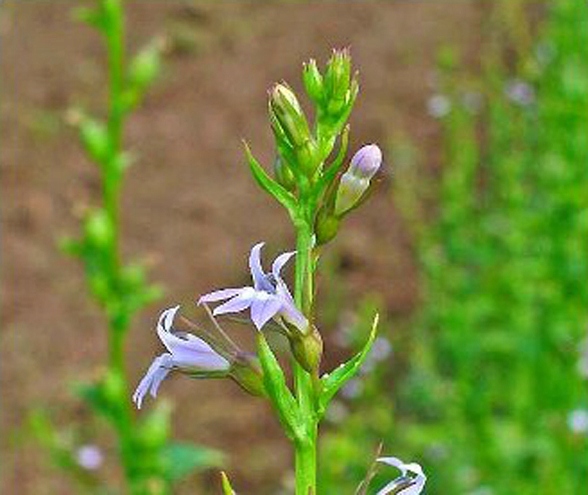 TYTOŃ INDIAŃSKI LOBELIA INFLATA NASIONA