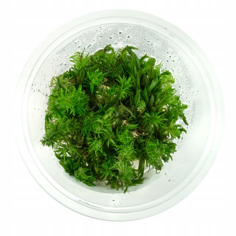 Rotala Vietnam In Vitro kubek 10cm