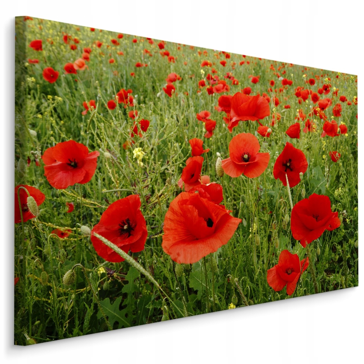 Obraz Canvas Divoké Maki na louce Příroda 3D 100x70