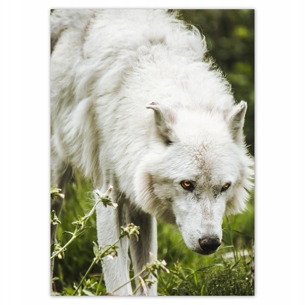 

Naklejki 50x70 Wilk Wilki Wolf