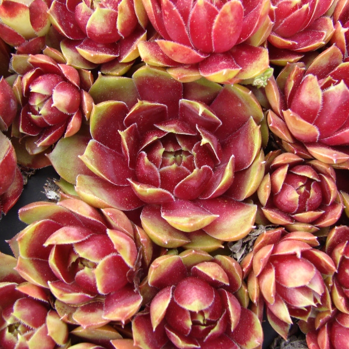 Rojnik 'Deimos' Sempervivum