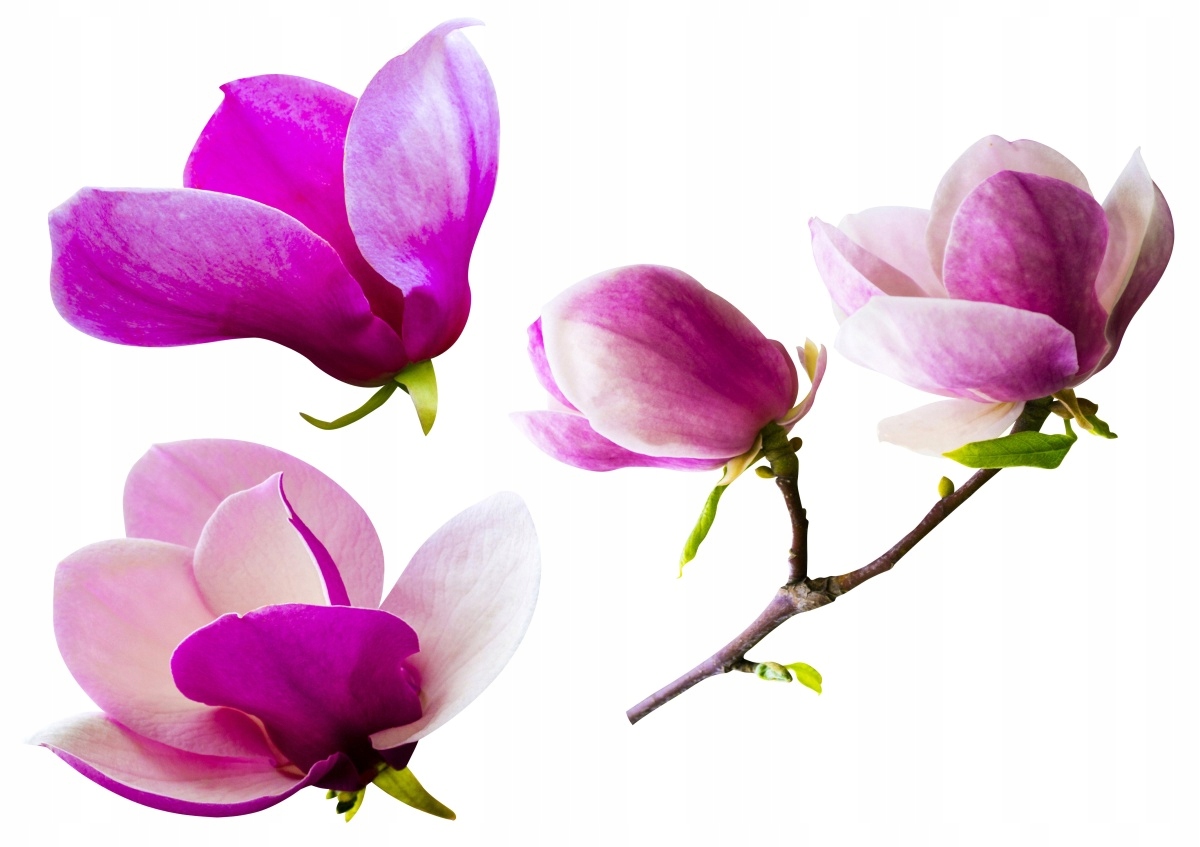 

Tapeta flizelinowa Kwiaty magnolii - 312x219