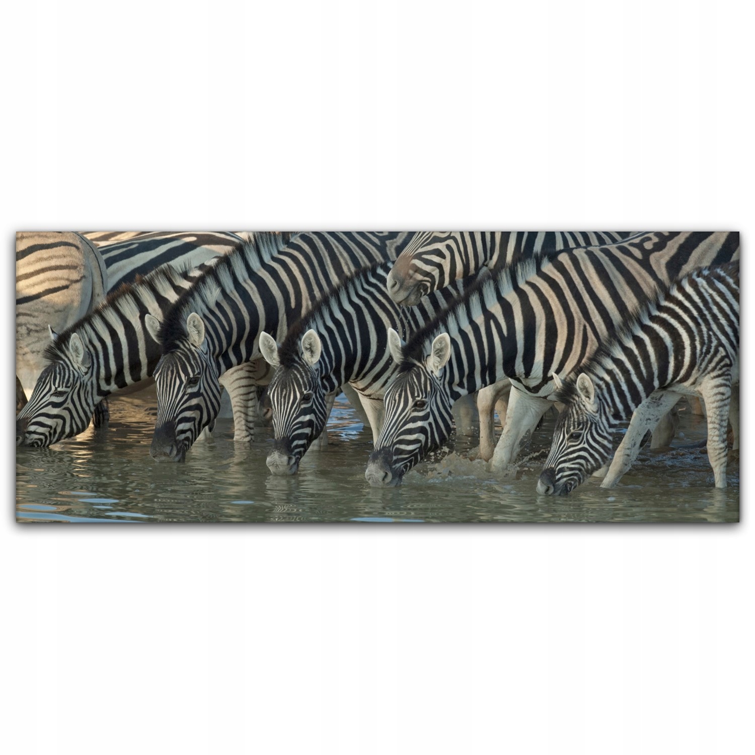 

Obraz canvas na ścianę 125x50 Zebra Afryka Zwierzę