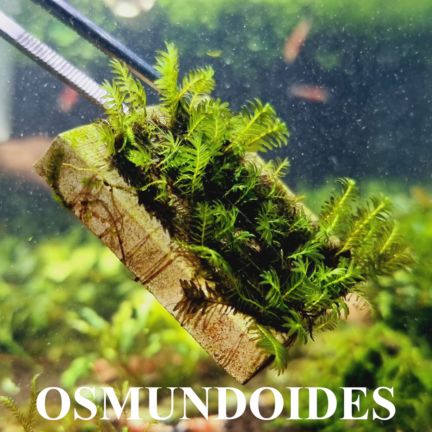 NOWOŚĆ Fissidens Osmundoides 10 gałązek