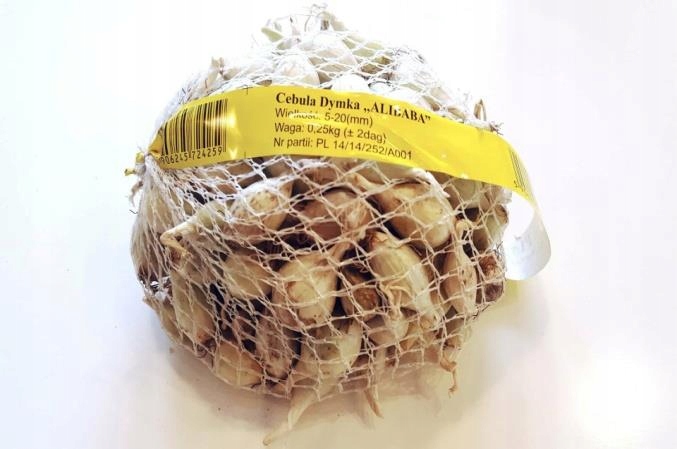 Cebula Dymka Alibaba 0,25 kg biała