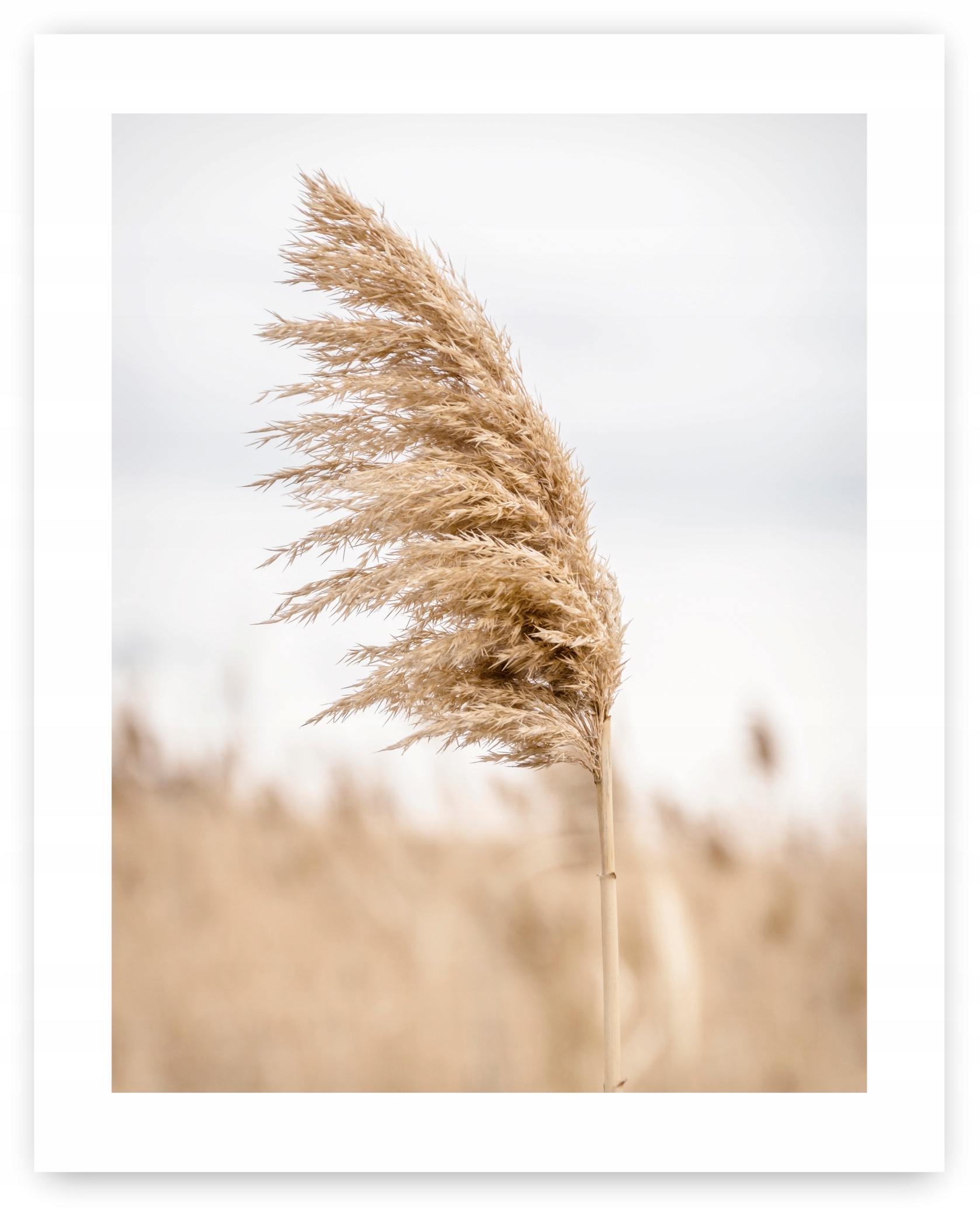 

Boho trawy beż plakat 40x50 cm #20C