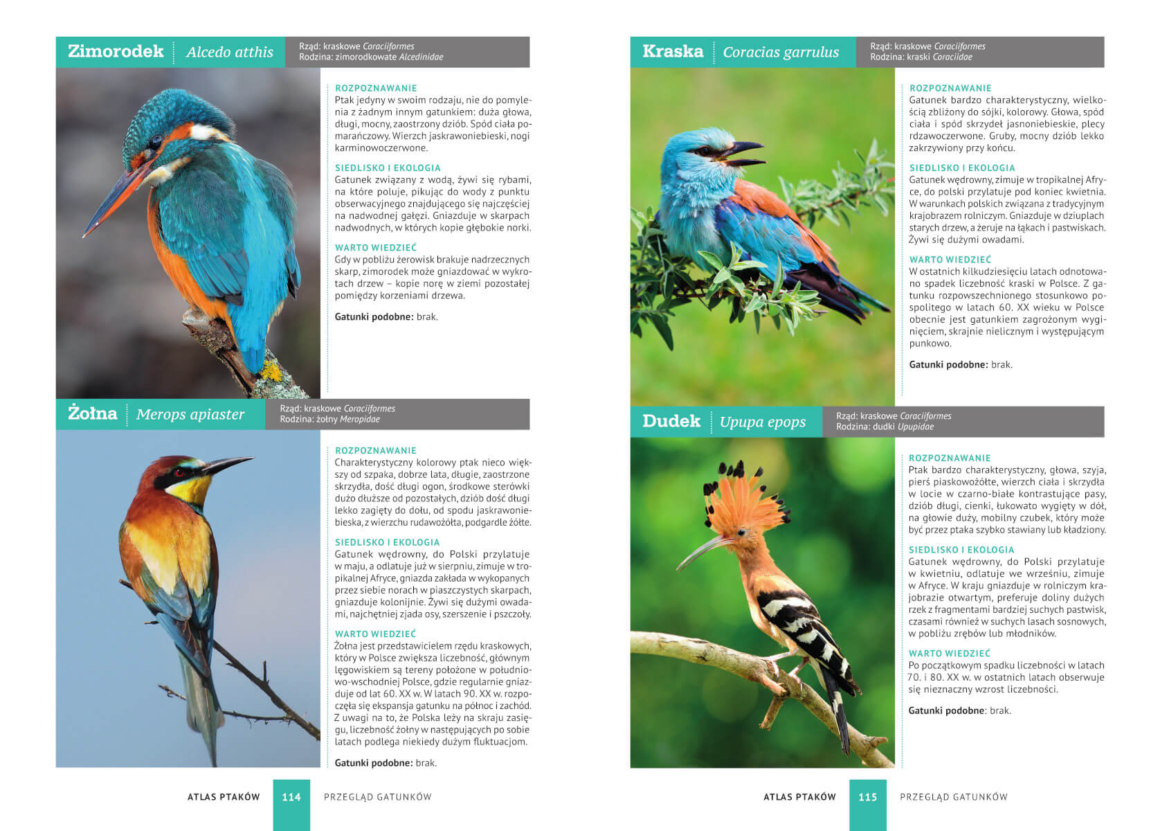 ATLAS PTAKÓW 250 polskich gatunków TWARDA Dominik Marchowski SBM 0374 Autor Dominik Marchowski