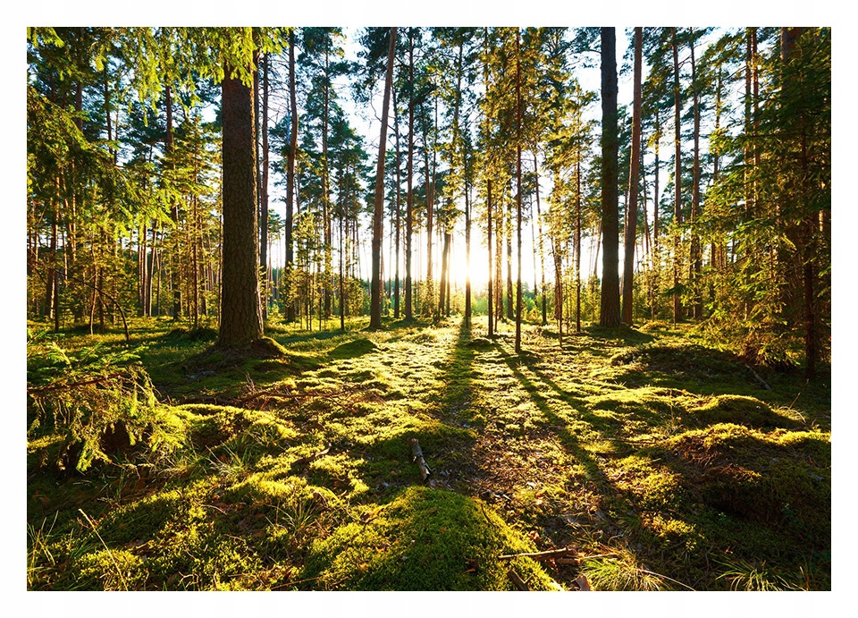 

Fototapeta 3D las drzewa 416x290 F00659