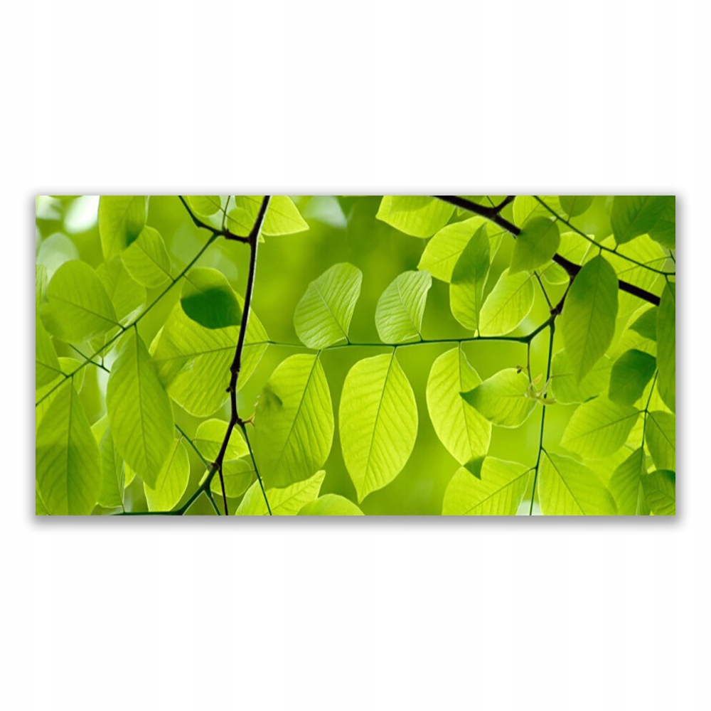 

Fotoobraz z grafiką 120x60 Liście Natura Roślina