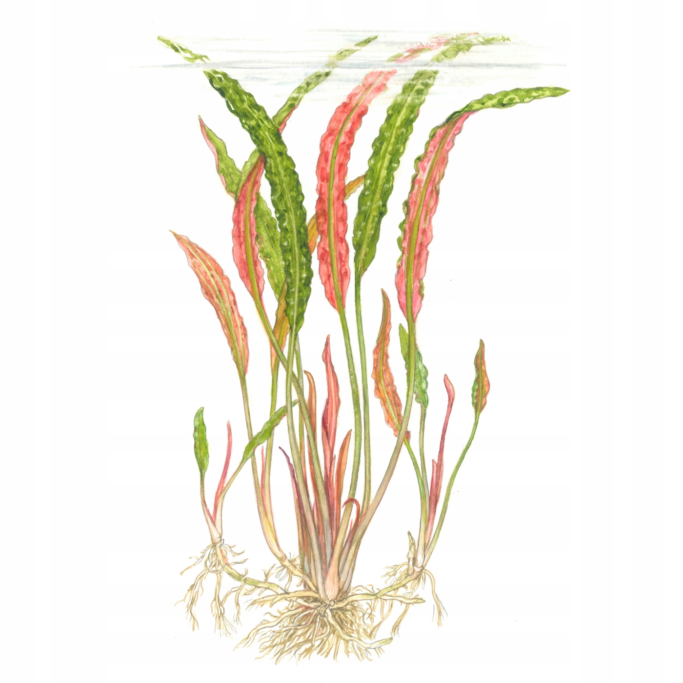 Cryptocoryne usteriana-TROPICA (корзина)