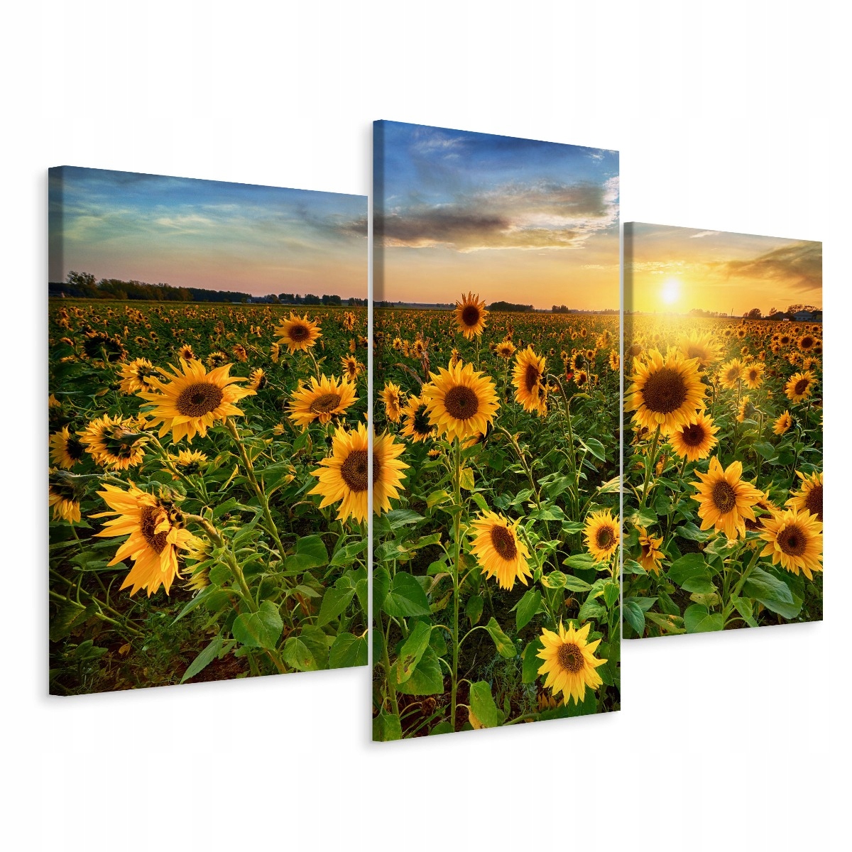 

Obraz Tryptyk Zachód Słońca Słoneczniki 3D 90x60