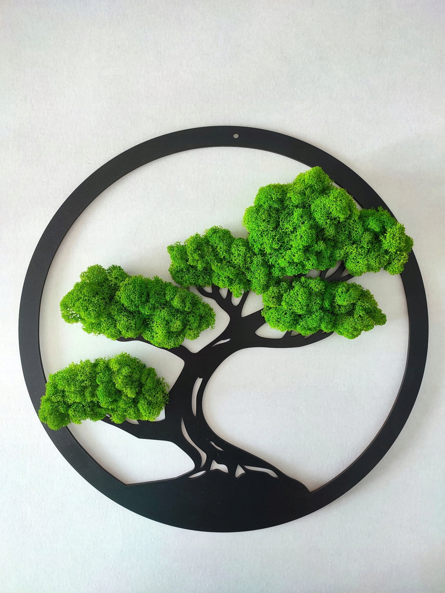 Drzewo Życia Bonsai z mchem chrobotkiem PREMIUM 60 Rodzaj mech chrobotek