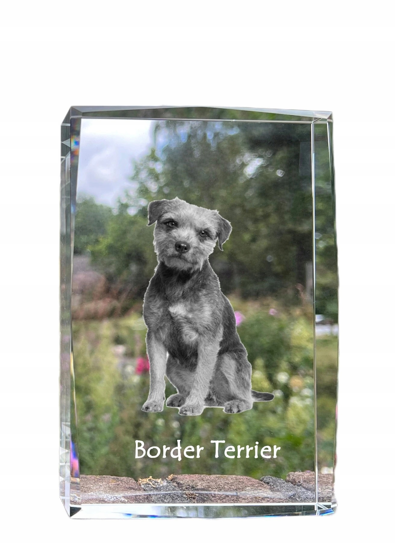 Border teriér foto psa v kryštáli, suvenír, trofej, poďakovanie