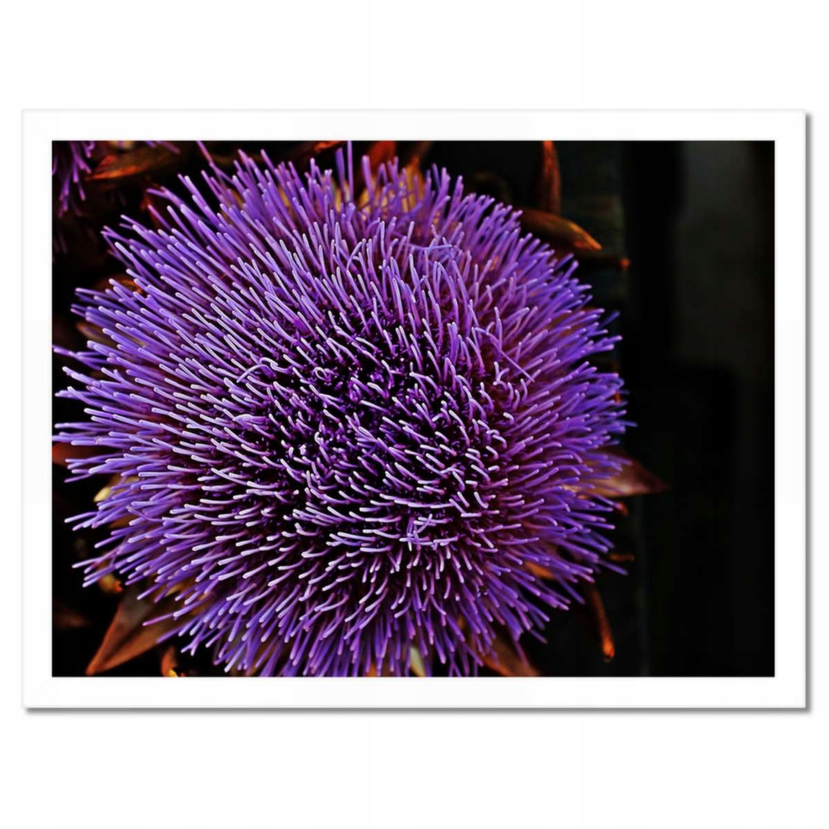 Plakáty v rámu 40x30 Květ Fialový Čupiradlo
