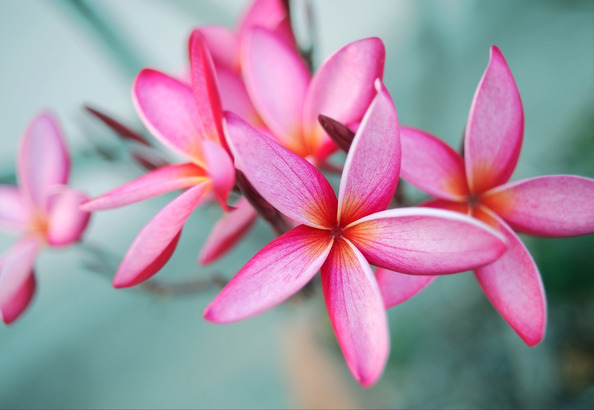 

Tapeta flizelinowa Plumeria Różowy - 152x104