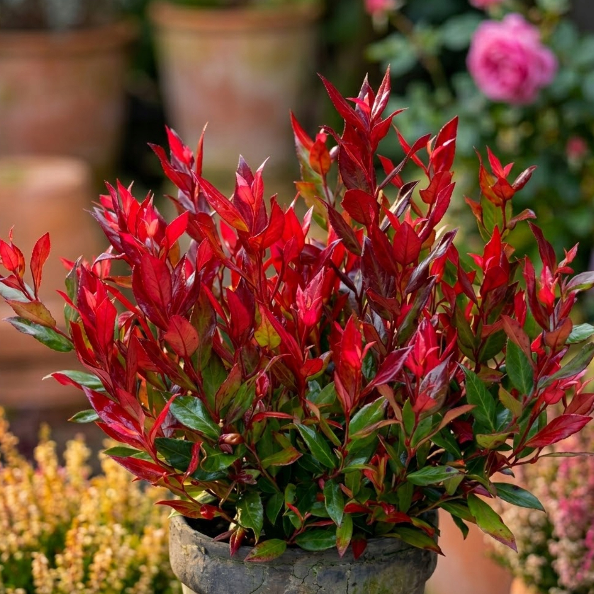 KIŚCIEŃ JAPOŃSKI BURNING LOVE - NIE ZRZUCA LIŚCI NA ZIMĘ, CAŁOROCZNY