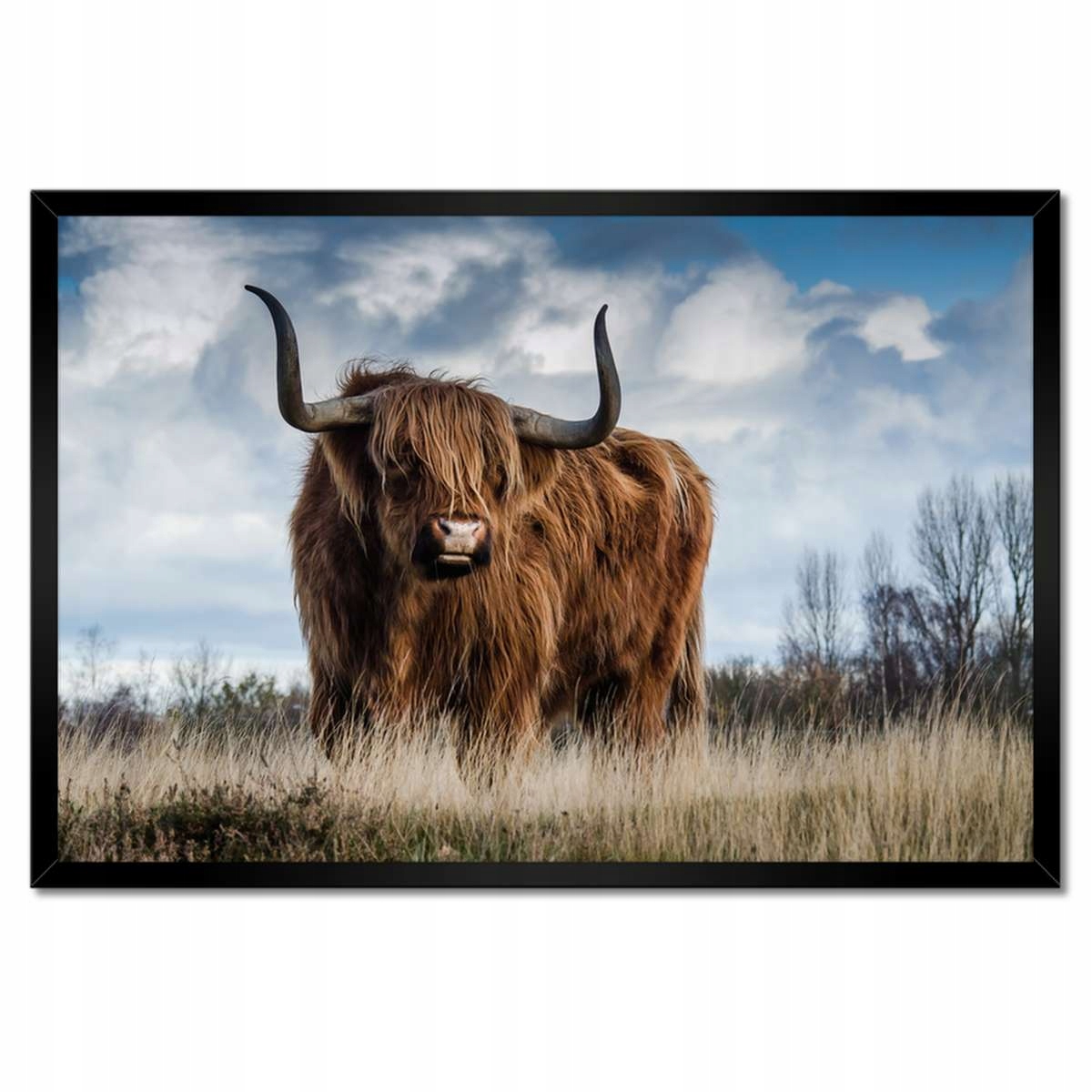 Plakáty v rámu 60x40 Skotská kráva, vysočina, roh