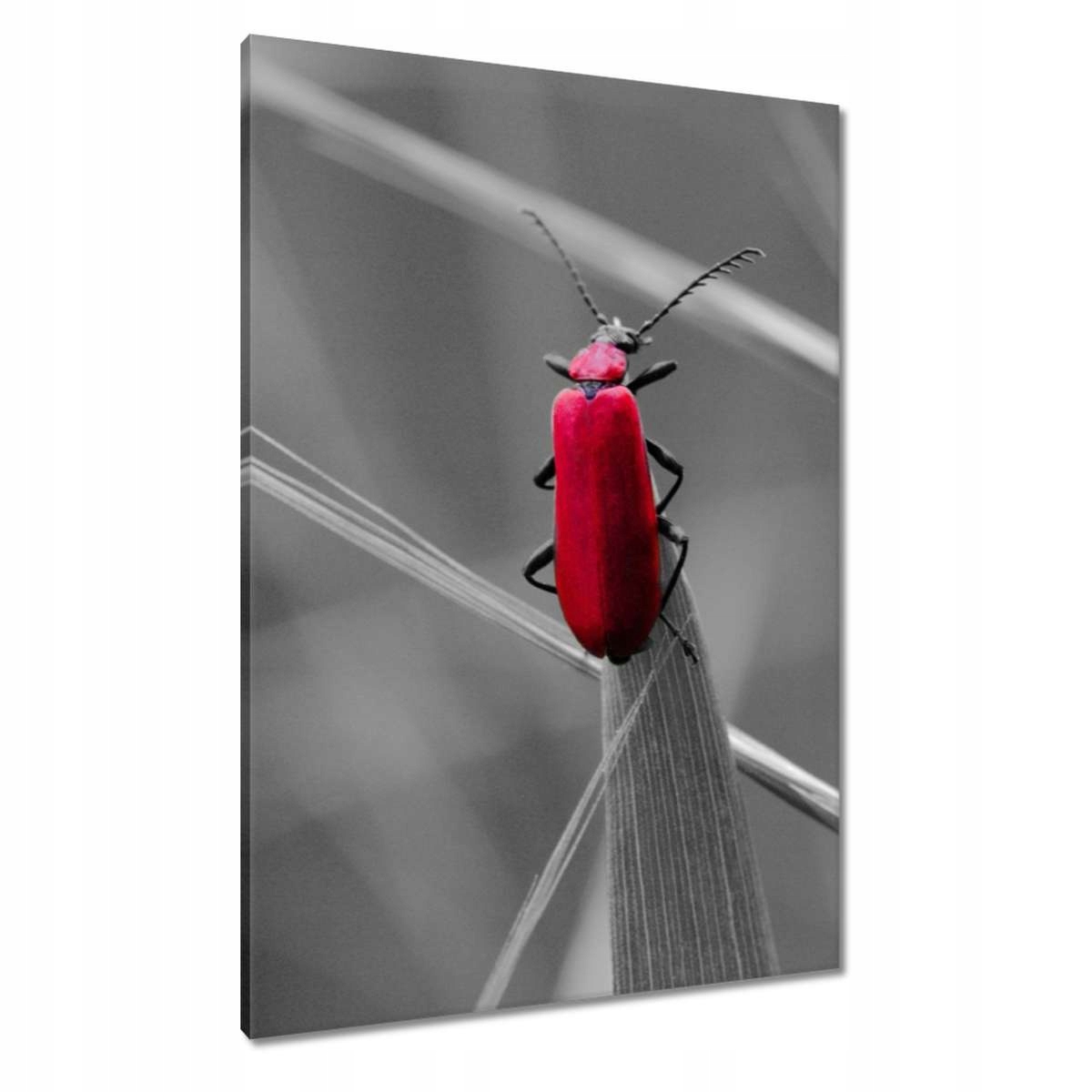 Obrazy 70x100 W Szczebrzeszyna