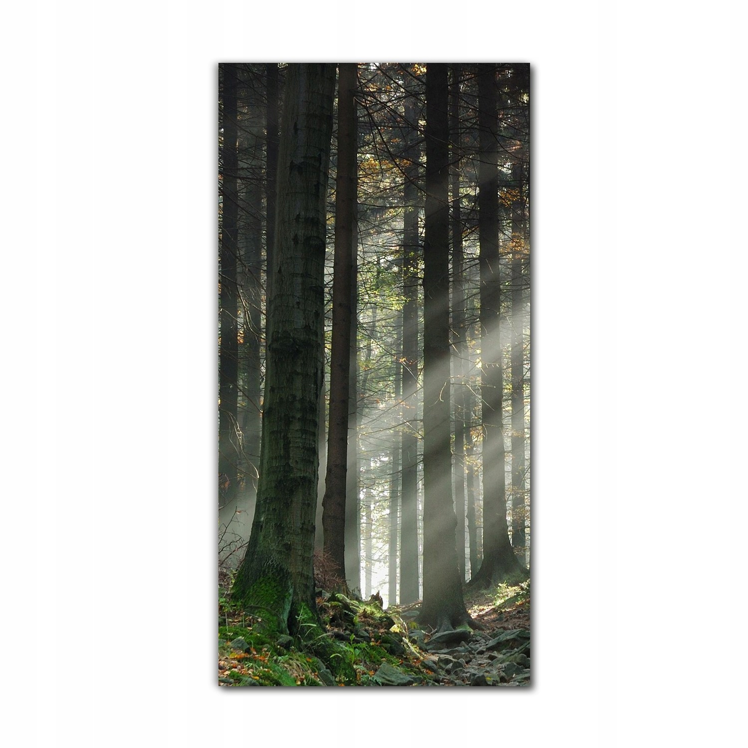 

Obraz na szkle nowoczesny 70x140 Las mgła natura
