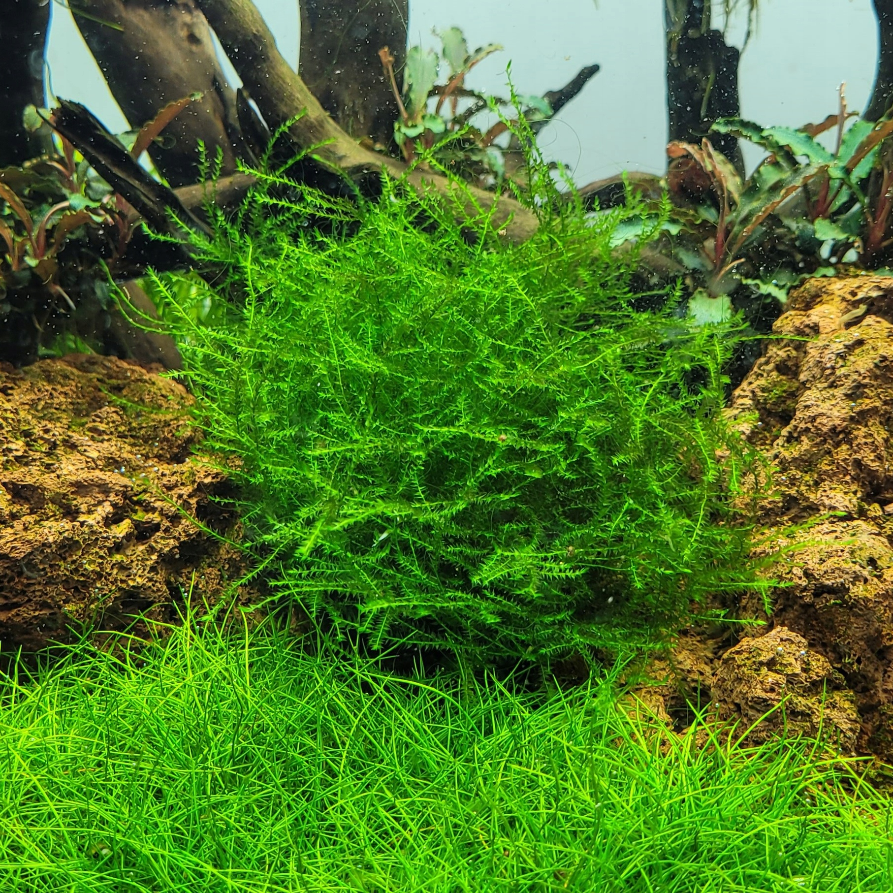 Mech Stringy moss (Leptodictyum riparium) - (in-vitro) puszka 7cm TROPICA 1
