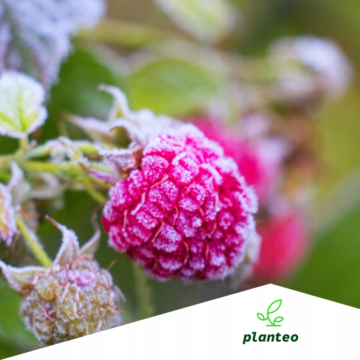 BIO NAWÓZ NATURALNY PŁYN SMACZNE OWOCE POD DRZEWKA OWOCOWE PLANTEO 5L Producent Planteo