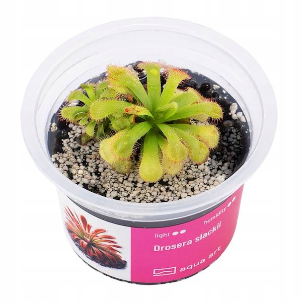 Drosera Slackii - растение для палудариума-чашка 6см
