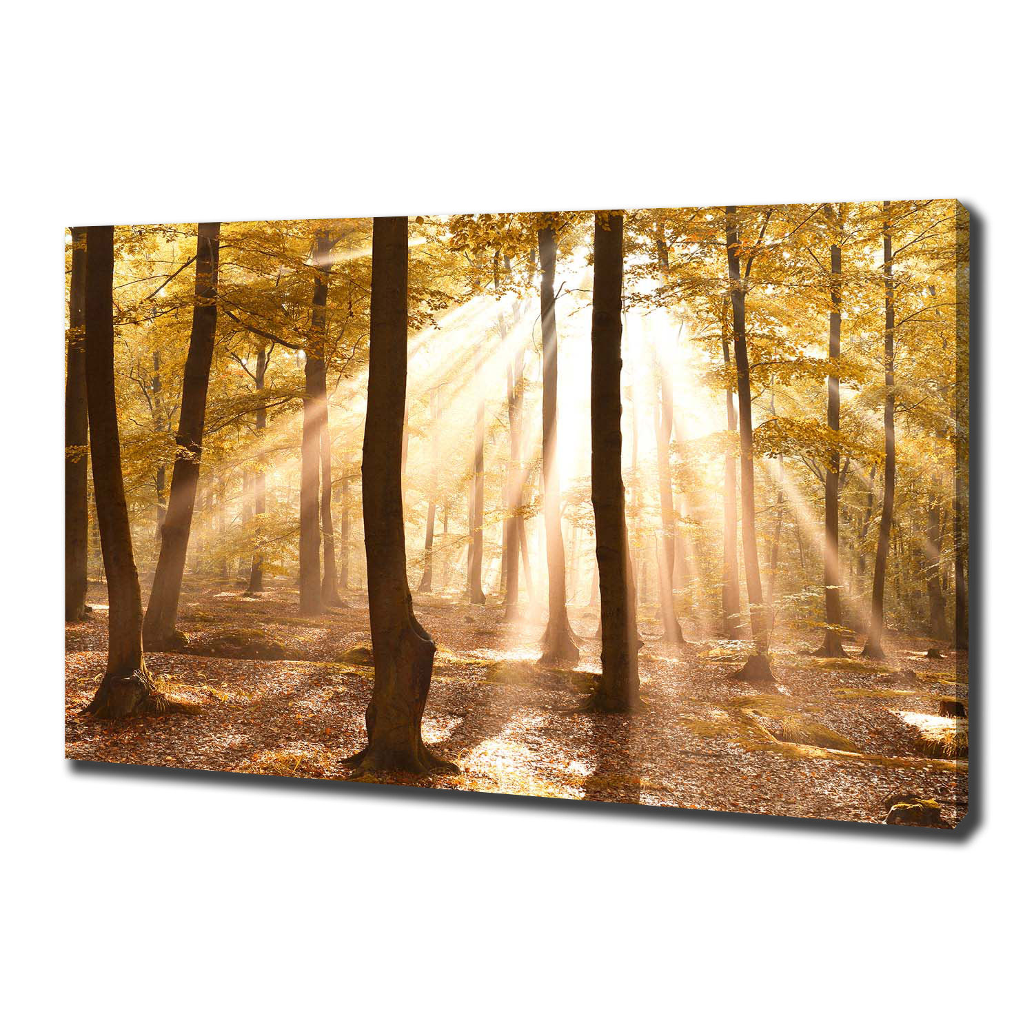 

Duży foto obraz na płótnie Las jesienią 100x70 cm