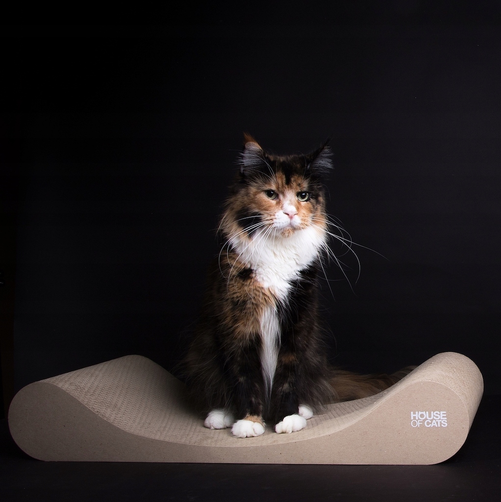 Levně Kartonové škrabadlo a škrabadlo od House of Cats
