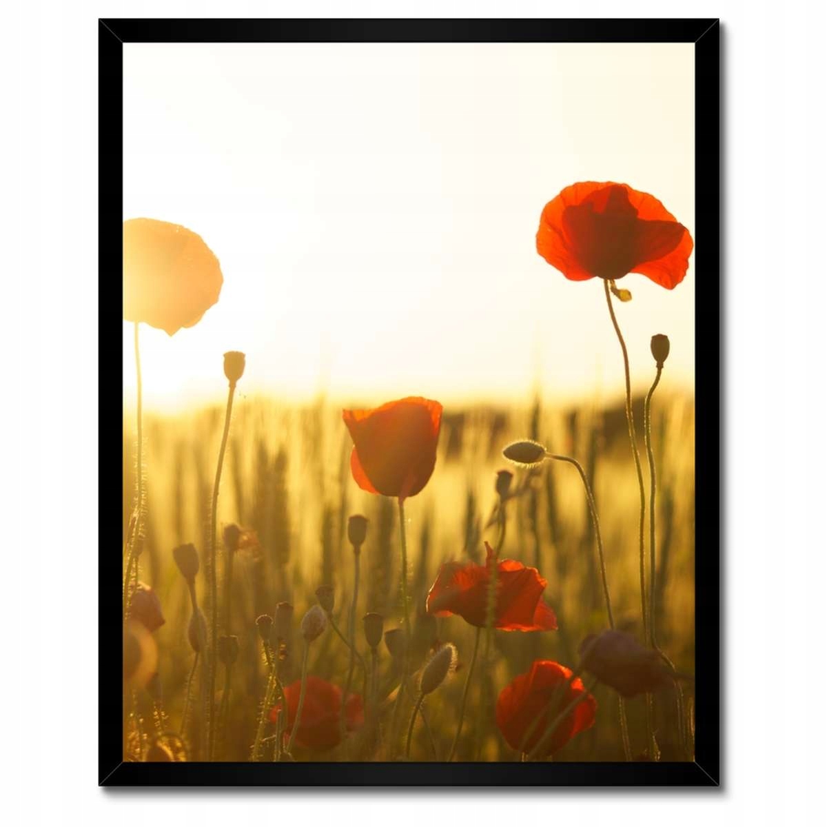 Plakáty v rámu 40x50 Maki při východu slunce