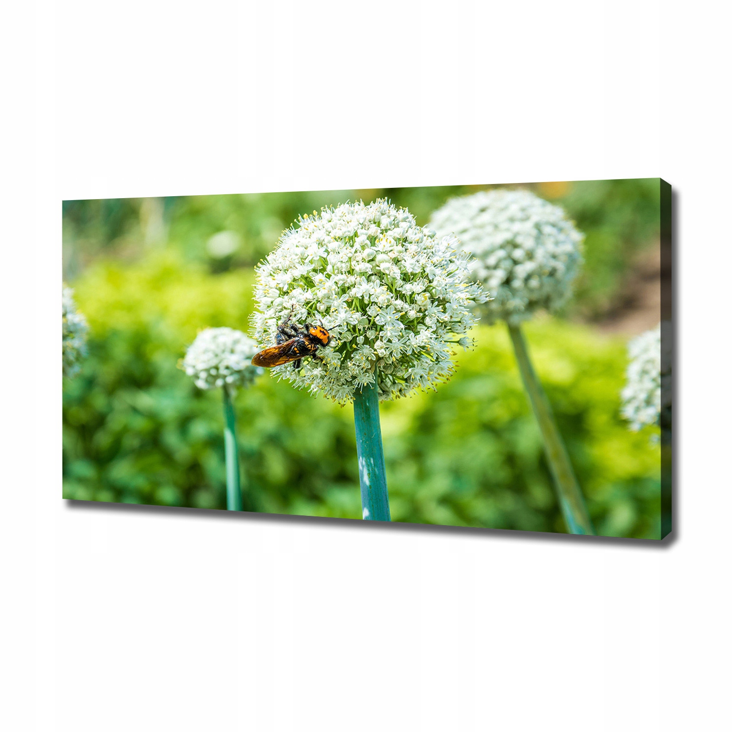 

Foto obraz na płótnie Kwitnący czosnek 120x60 cm
