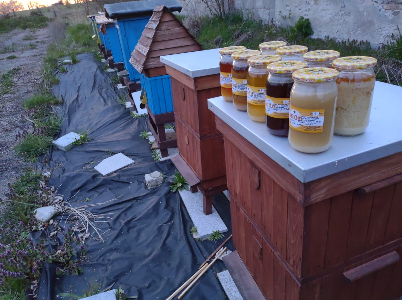 подсолнечный мед 1200г пасеки прадолина Вислы Марка Инна